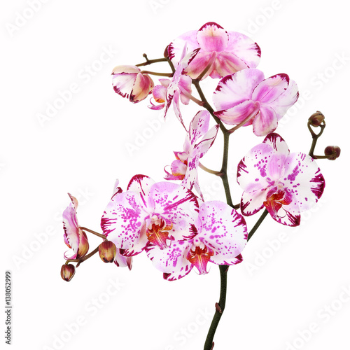 Fototapeta Naklejka Na Ścianę i Meble -  Phalaenopsis Orchidee, gesprenkelt