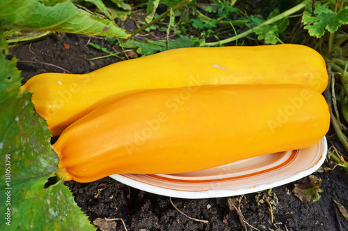 Yellow zucchini on plate