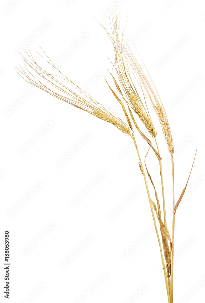 dry three gold ears of barley on white dry three gold ears of barley on white