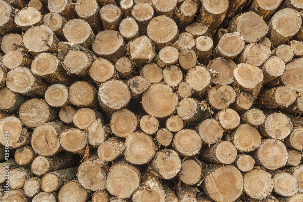 Closeup of logs of trees in nature, pile of wood logs ready for winter in the forest, firewood as a renewable energy source waiting to be transported. Closeup of logs of trees in nature, pile of wood logs ready for winter in the forest, firewood as a renewable energy source waiting to be transported.