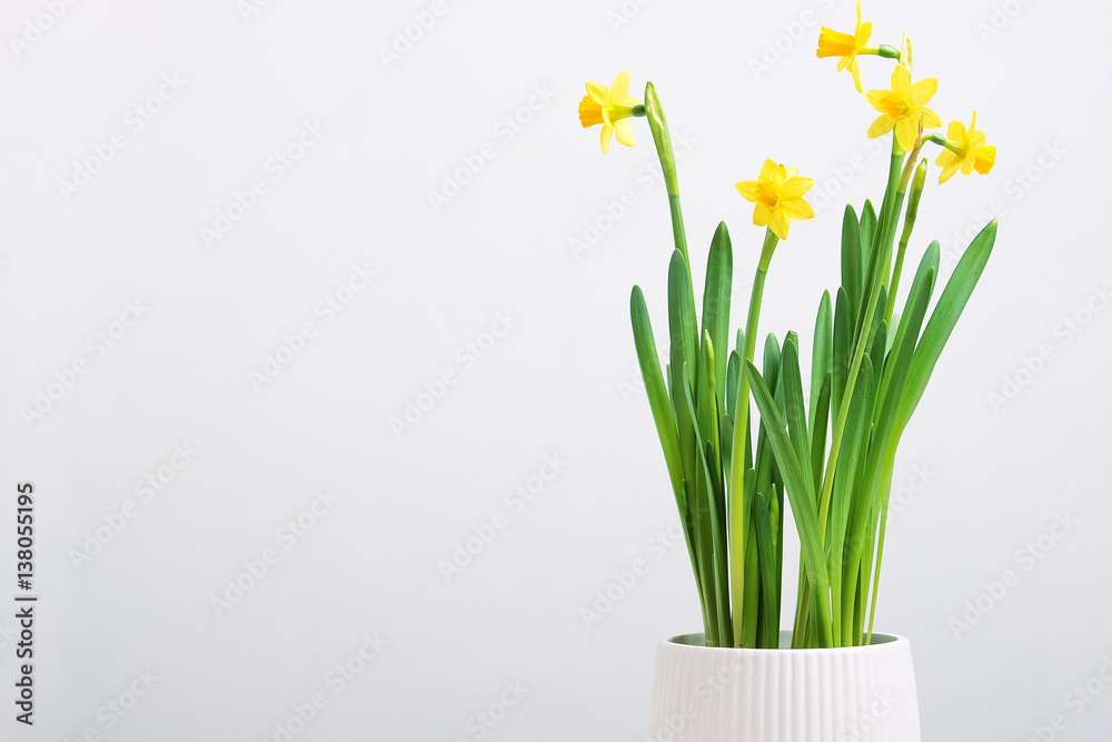 Indoor table setting. Narcissus flower in a pot. Indoor table setting. Narcissus flower in a pot.