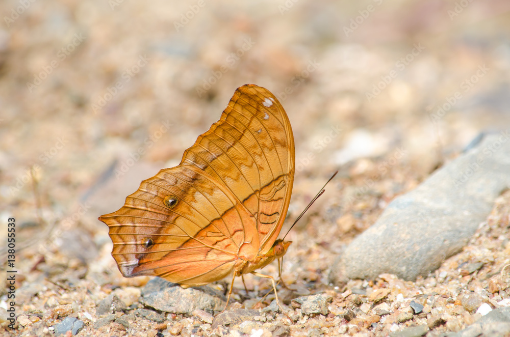The Orange Butterfly on the ground. The Orange Butterfly on the ground.
