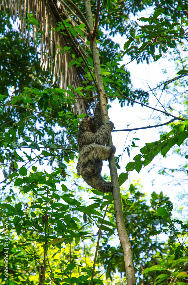 Obraz premium Climbing Sloth