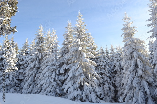Frosty trees in winter