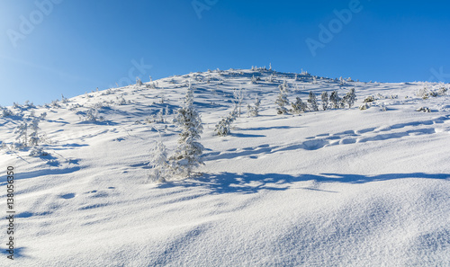 Slope and few trees covered with snow.