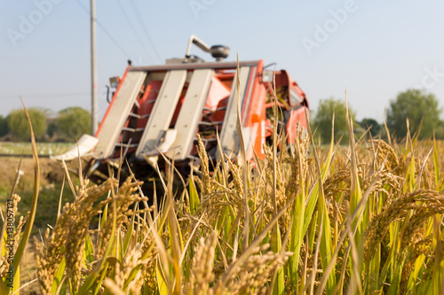 harvester in golden cereal field