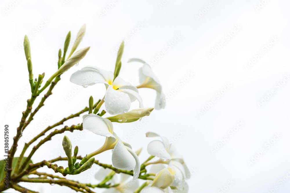 White plumeria isolated on white White plumeria isolated on white