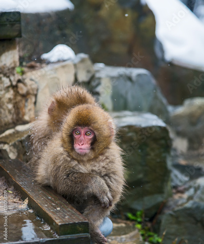 Japanese Snow monkey Macaque in hot spring Onsen Jigokudan Park, Nakano, Japan photo