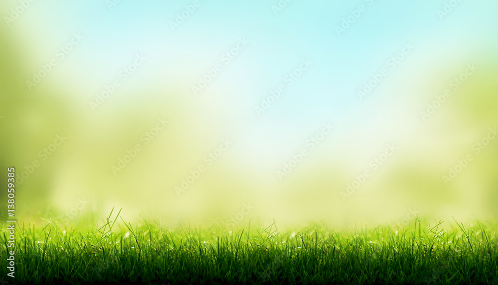 Blades of Green Grass with a blurred sky blue and green garden foliage background. - obrazy, fototapety, plakaty 