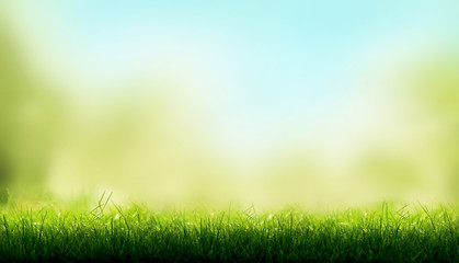 Blades of Green Grass with a blurred sky blue and green garden foliage background.