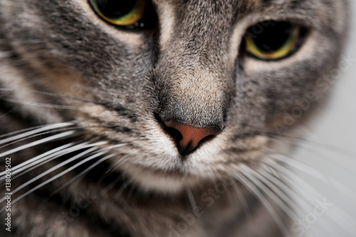 Nahaufnahme einer Nase von einer grau getigerten Hauskatze mit gelben Augen