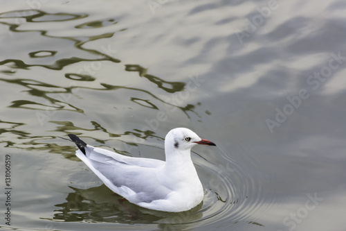 seagull floating on water