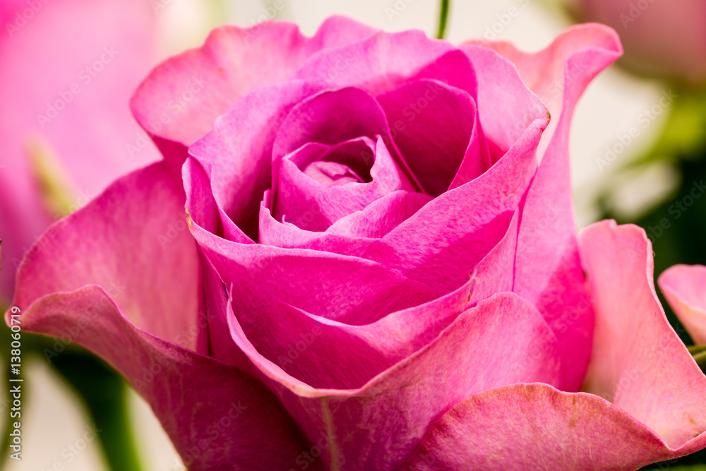 Obraz premium Nahaufnahme rote Rose