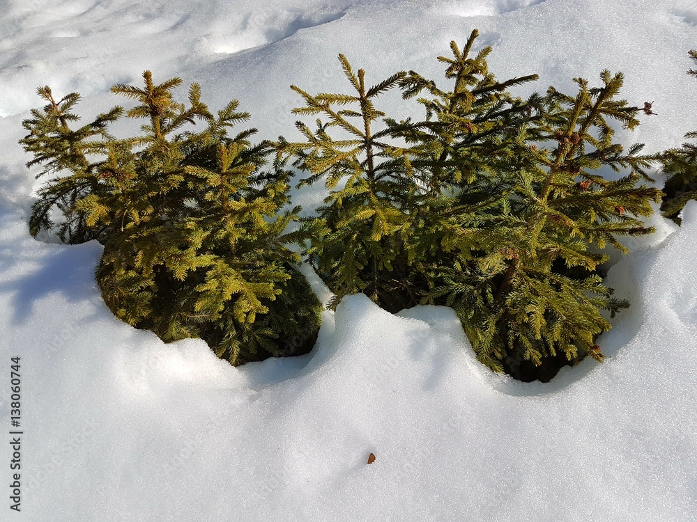 Obraz premium Petits Sapins dans la neige