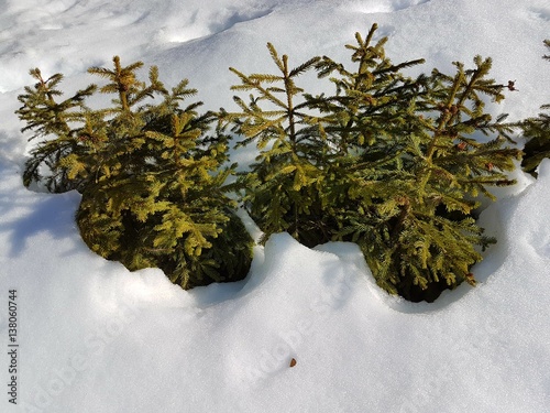 Bild auf Leinwand Petits Sapins dans la neige