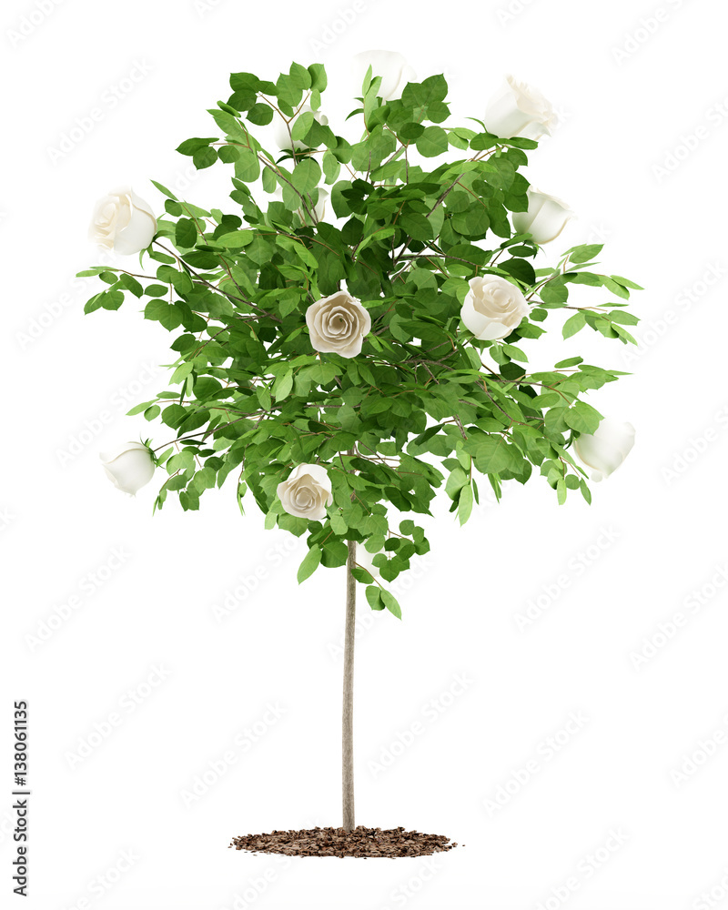 white rose tree plant isolated on white background - obrazy, fototapety, plakaty 