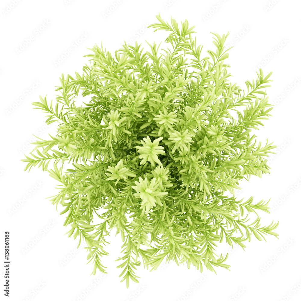 top view of thin leaves sedum plant isolated on white background top view of thin leaves sedum plant isolated on white background
