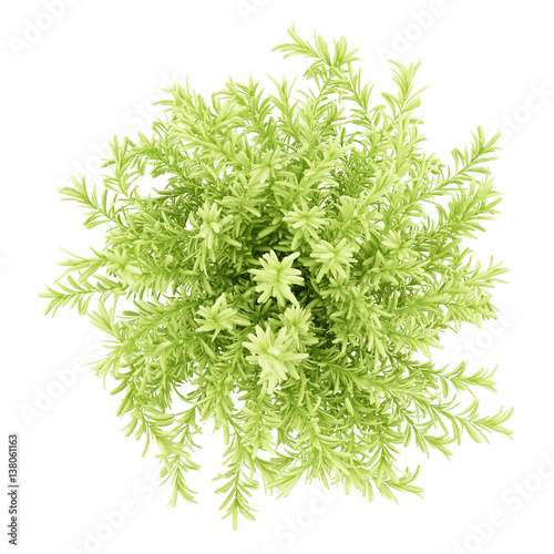 top view of thin leaves sedum plant isolated on white background photo