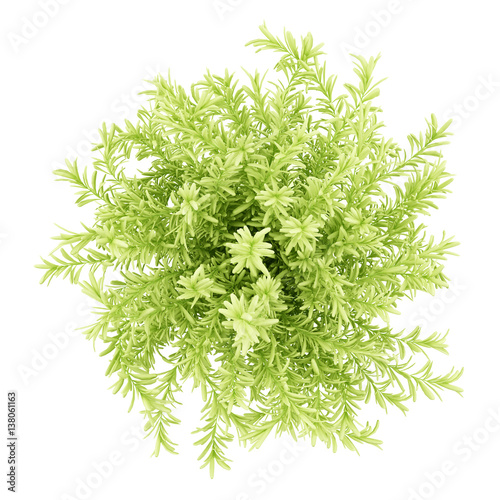 Billede på lærred top view of thin leaves sedum plant isolated on white background
