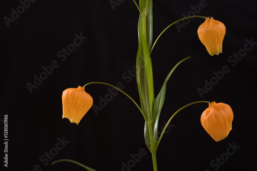 Sandersonia photo