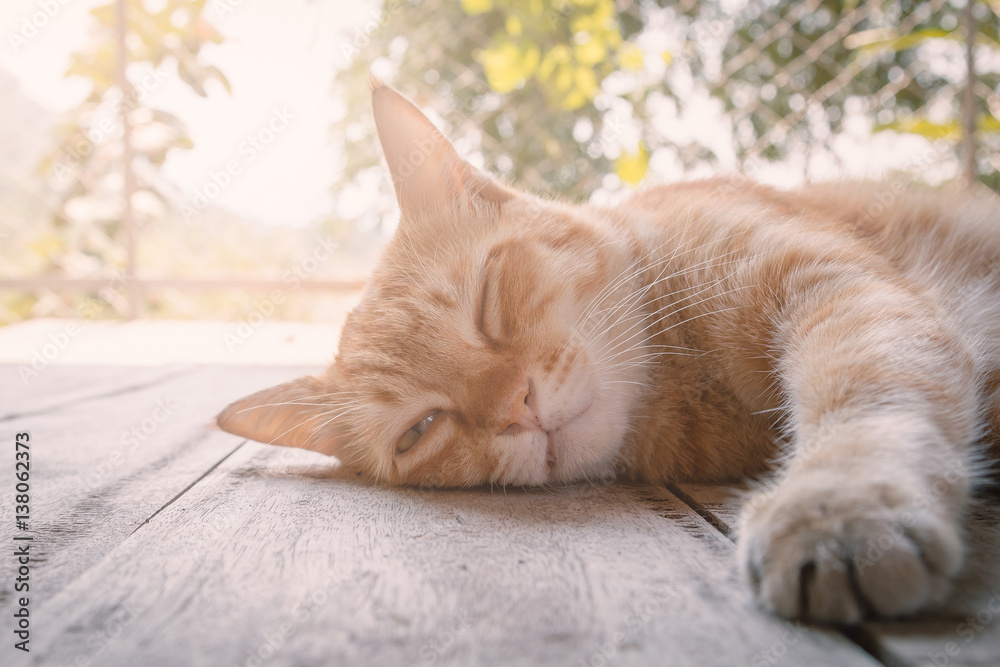 Fototapeta premium Cute kitten sleeping and dreams on table.