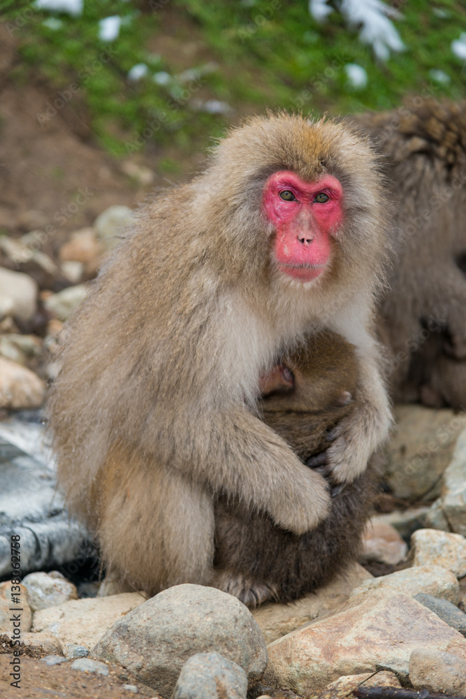 Japanese Snow monkey Macaque in hot spring Onsen Jigokudan Park, Nakano, Japan