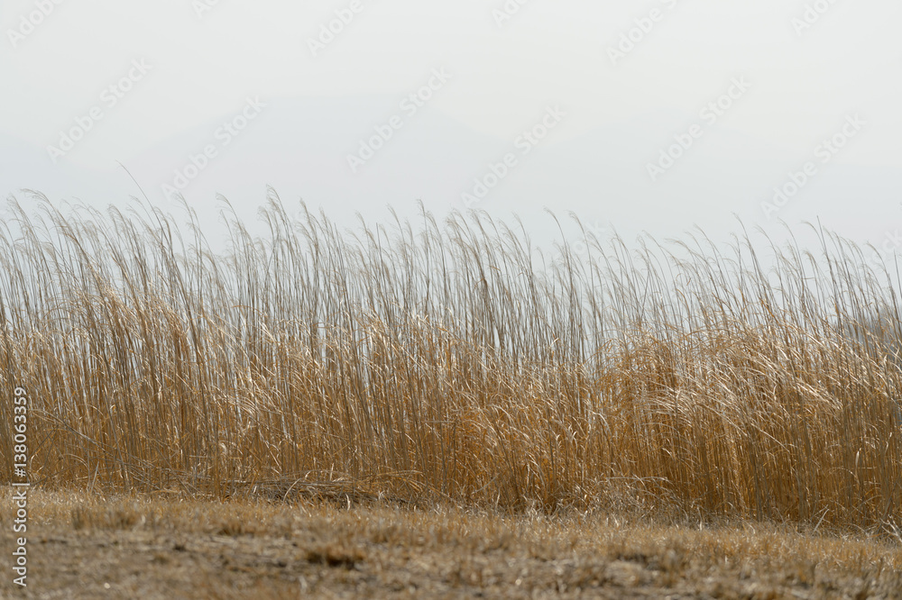 Obraz premium ススキ