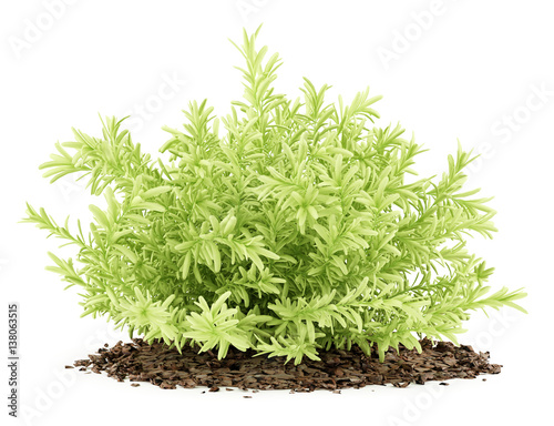 thin leaves sedum plant isolated on white background