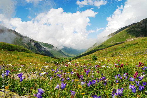 Alpine meadows in the Caucasus summer. Blue sky with white clouds. Flowers in the foreground.