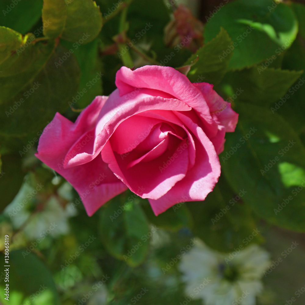 Single pink rose in bloom in garden setting
Single pink rose in bloom in garden setting