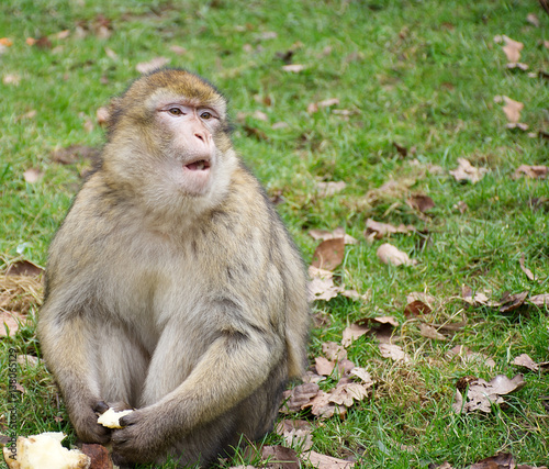 Photography Moroccan monkey with open mouth