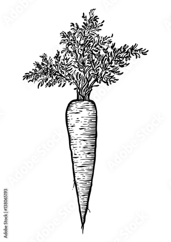 carrot illustration, drawing, engraving, line art, vegetable, vector