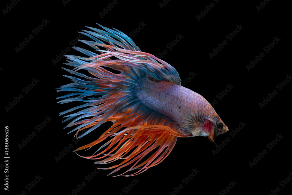 Obraz premium Crowntail Fancy Betta Fish