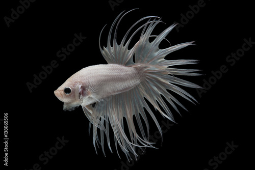 white crowntail betta fish © nokkaew