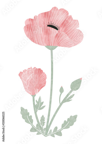 Fototapeta Naklejka Na Ścianę i Meble -  WATERCOLOR POPPY FLOWER