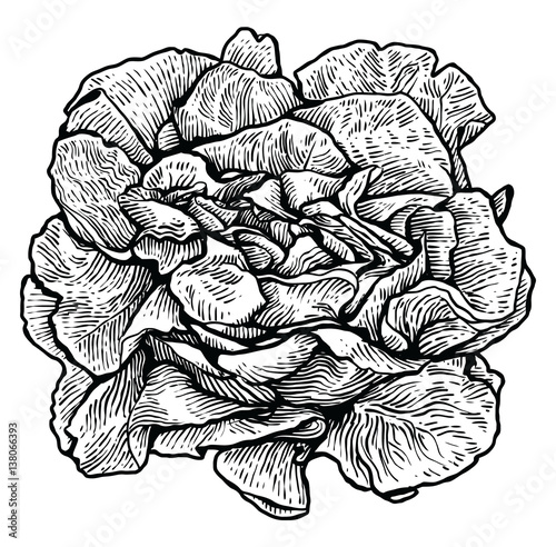 Lettuce, salad illustration, drawing, engraving, line art, vegetable, vector