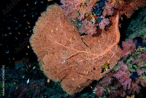 Gorgonia Soft coral in the black background photo