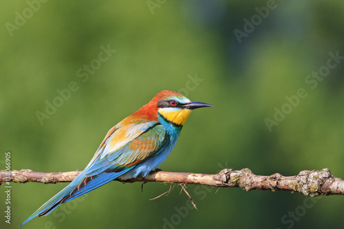 wonderful bird with colored feathers © drakuliren