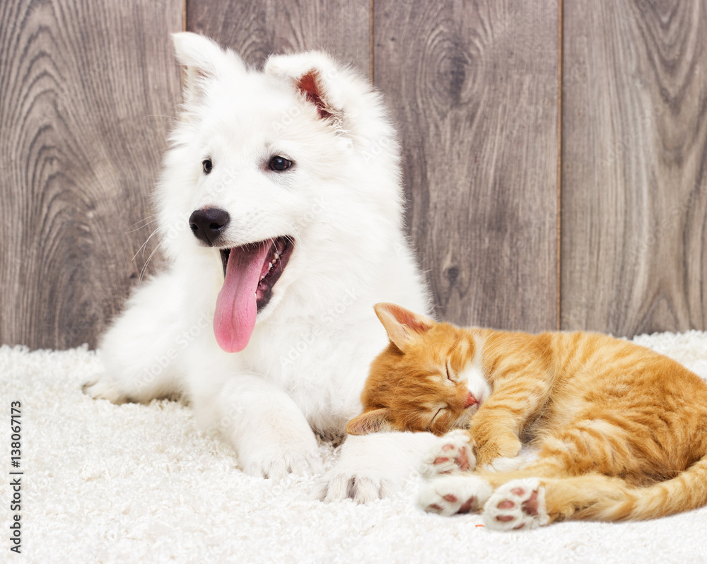 Berger Blanc Suisse puppy and kitten fluffy carpet