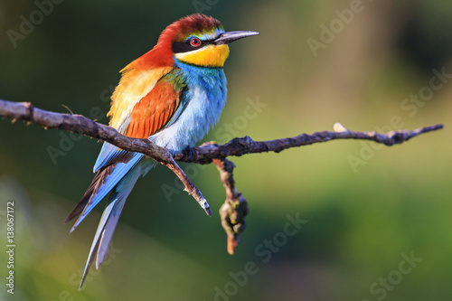beautiful bird with a variety of colors