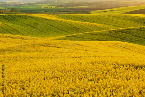 Yellow rapeseed field with wavy abstract landscape pattern. Moravian rolling landscape on sunset in yellow colors. Moravia, Czech Republic.