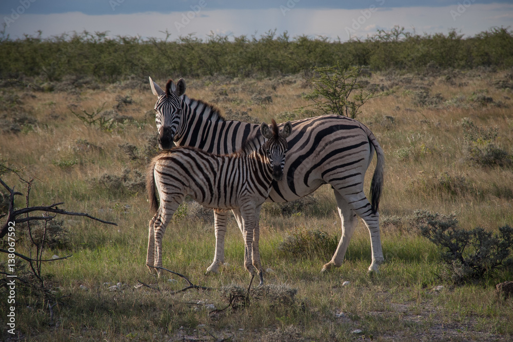 Obraz premium Zebras in Etosha, Namibia