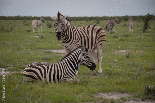 Zebras in Etosha  Namibia