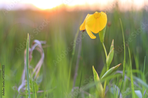 Fototapeta Naklejka Na Ścianę i Meble -  yellow iris at sunset on a wild swamp