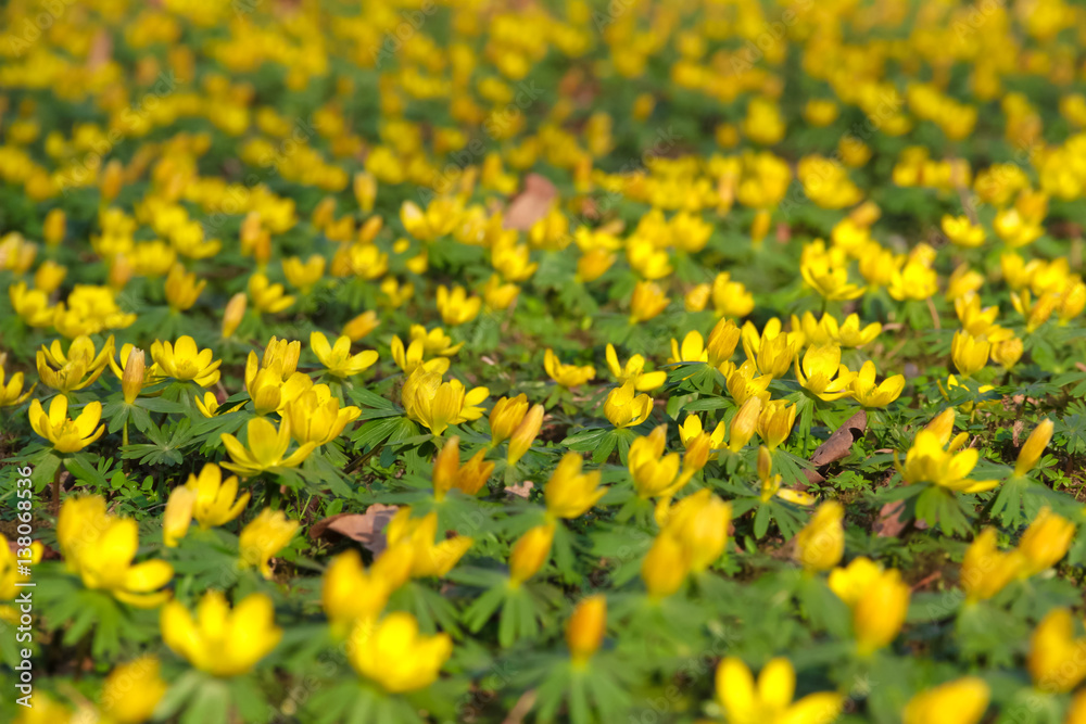 Winterlinge Eranthis Hyemalis Blüten