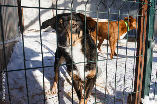 Abandoned dog in the kennel,homeless dog behind bars in an animal shelter.Sad looking dog behind the fence looking out through the wire of his cage/Animal shelter.Boarding home for dogs