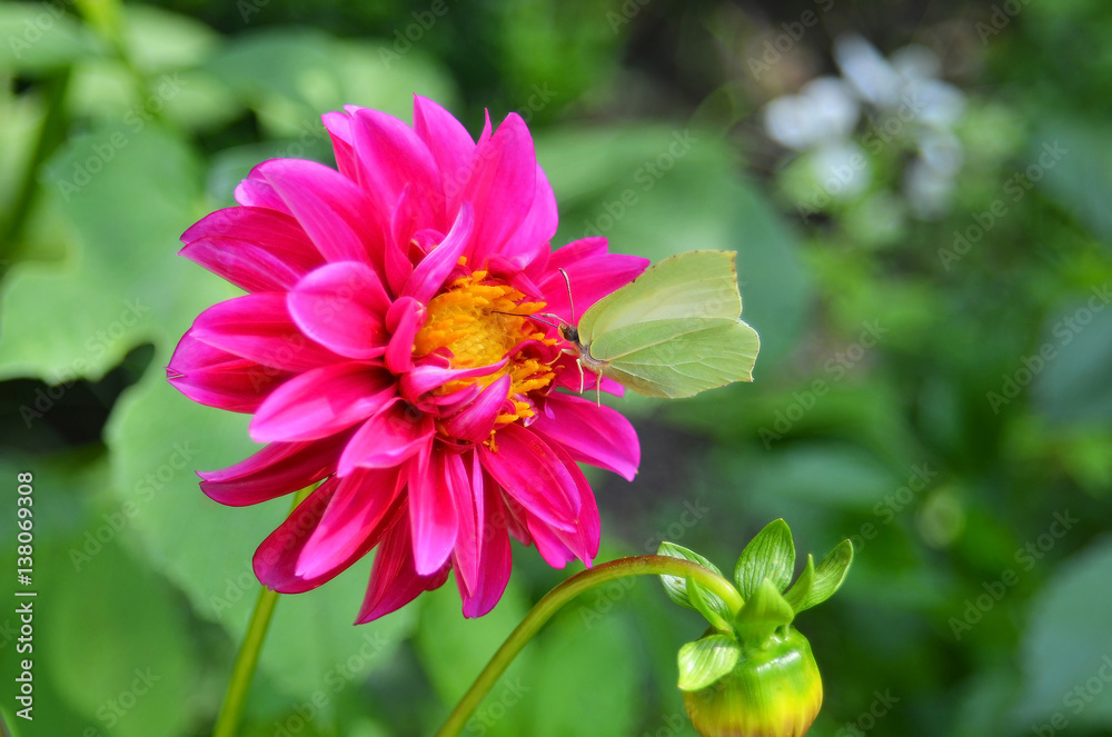 Naklejka premium Cabbage butterfly on zinnia flower