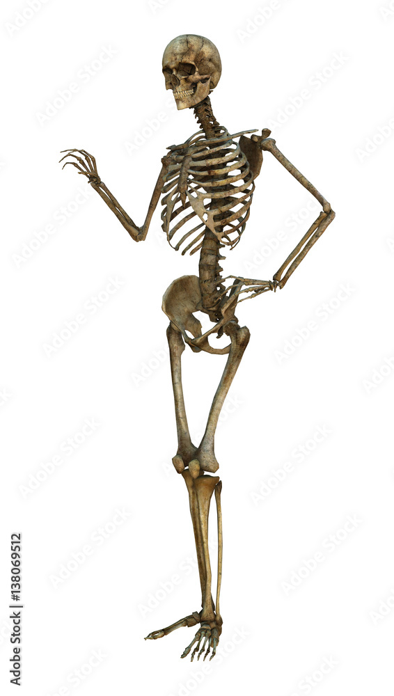 3D Rendering Human Skeleton on White 3D Rendering Human Skeleton on White