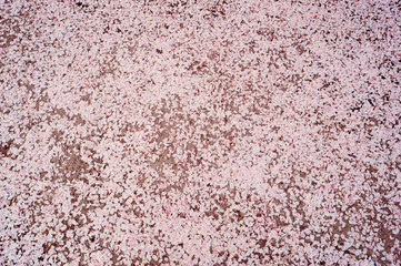 Crédence de cuisine Fleur de cerisier Tapis de pétales roses sakura  © jennyrainbow