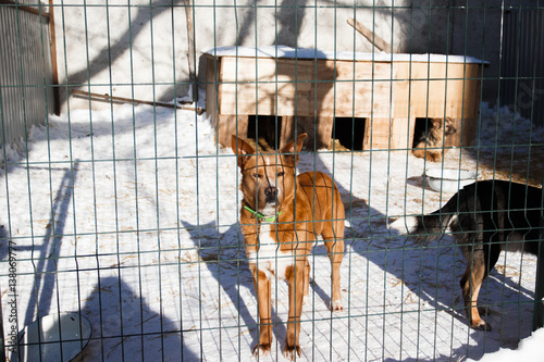 Abandoned dog in the kennel,homeless dog behind bars in an animal shelter.Sad looking dog behind the fence looking out through the wire of his cage/Animal shelter.Boarding home for dogs